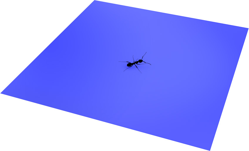 Ant on surface