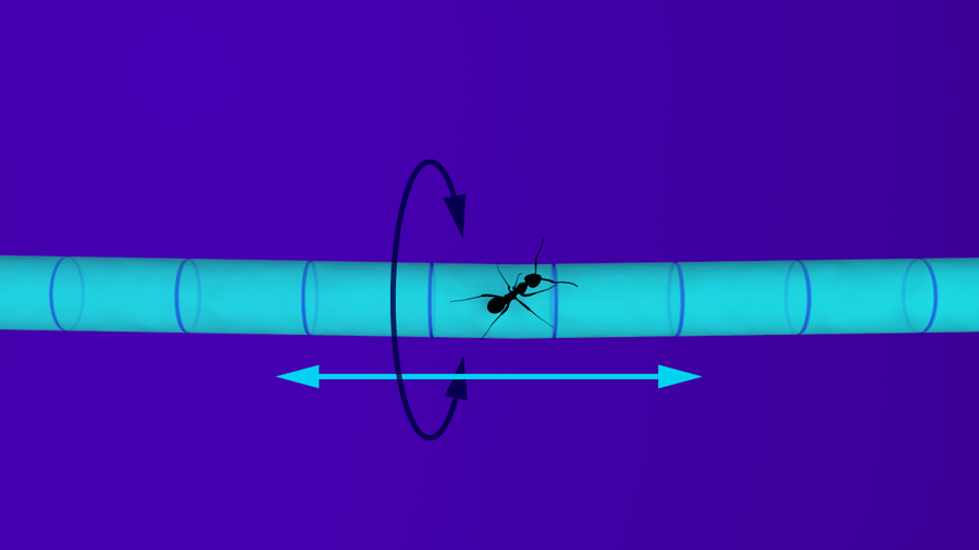 Ant on rope – a two-dimensional surface